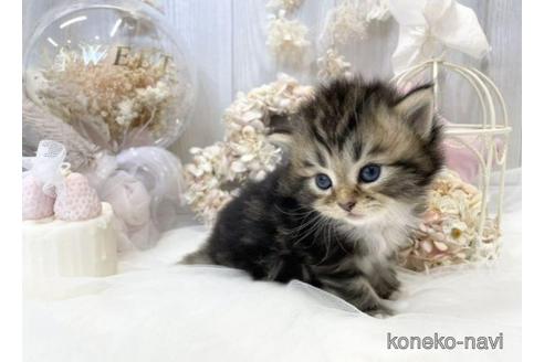 成約済の大阪府のサイベリアン-44876の7枚目